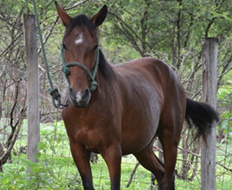 caballo en Hacienda San Gabriel